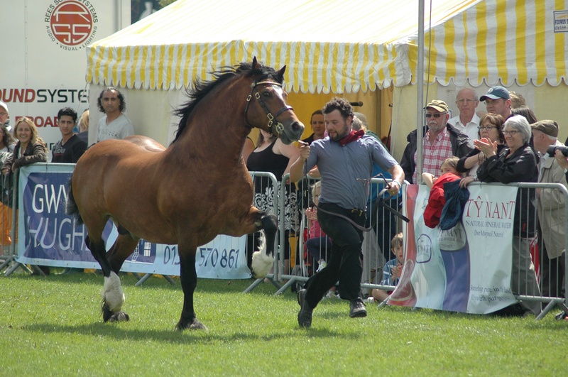 Brynithon Northern Wind, Running of the stallions, 2012.